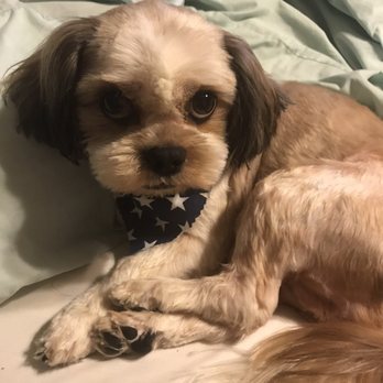 Puppy Salon - Cooper - Pet Groomers Near Me - Whittier, California Puppy Salon - Cooper - Pet Groomers Near Me - Whittier, California