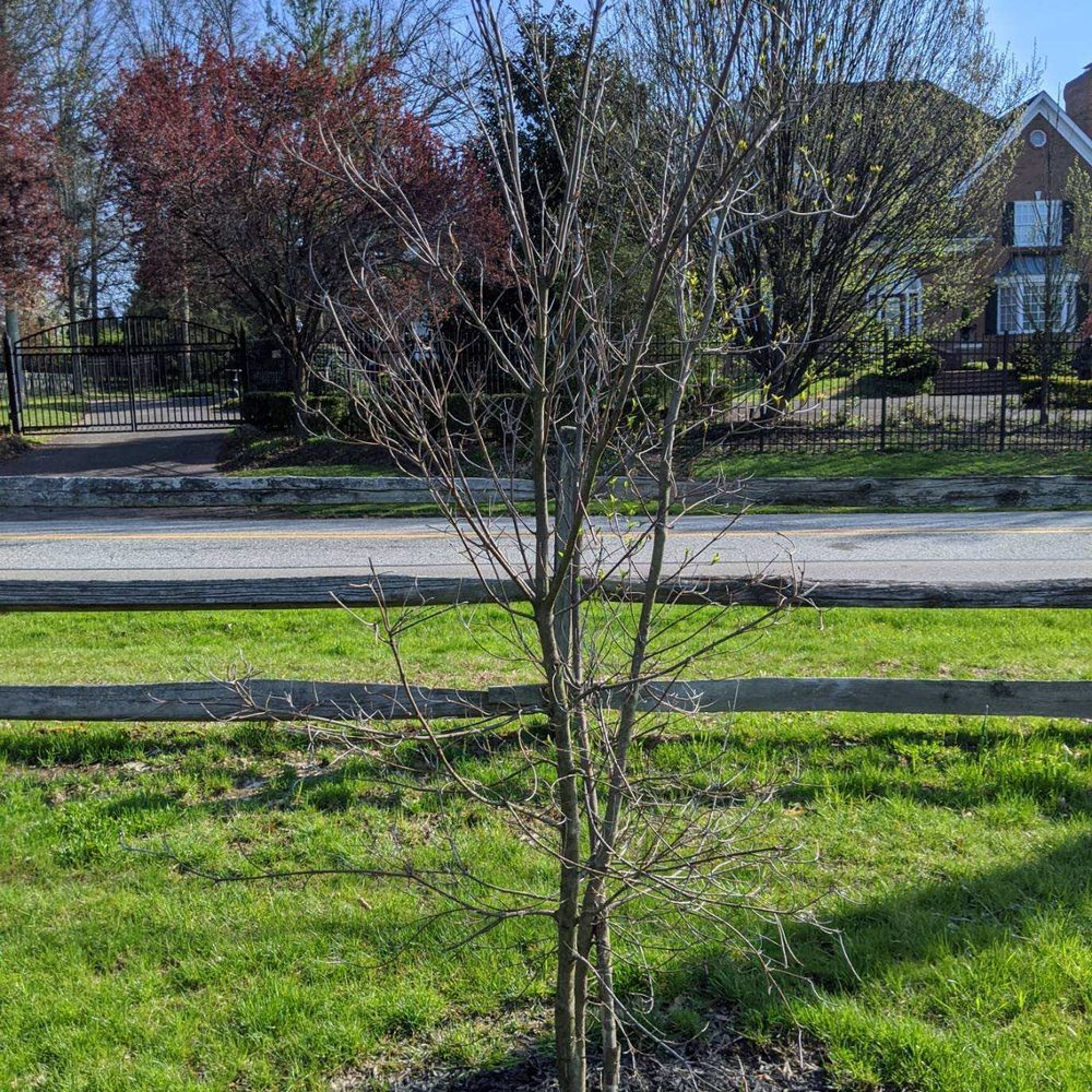 Nickett Landscaping - 7 months from warranty install - Snow Removal Near Me - Doylestown, Pennsylvania Nickett Landscaping - 7 months from warranty install - Snow Removal Near Me - Doylestown, Pennsylvania