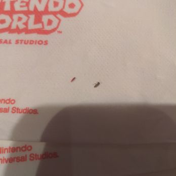 Toadstool Cafe - Two of the bugs that were crawling on our napkins - Cafes Near Me - Universal City, California Toadstool Cafe - Two of the bugs that were crawling on our napkins - Cafes Near Me - Universal City, California