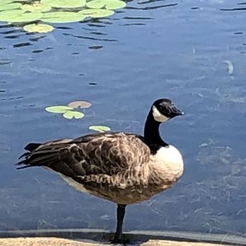 Wellfield Botanic Gardens - A poser - Botanical Gardens Near Me - Elkhart, Indiana