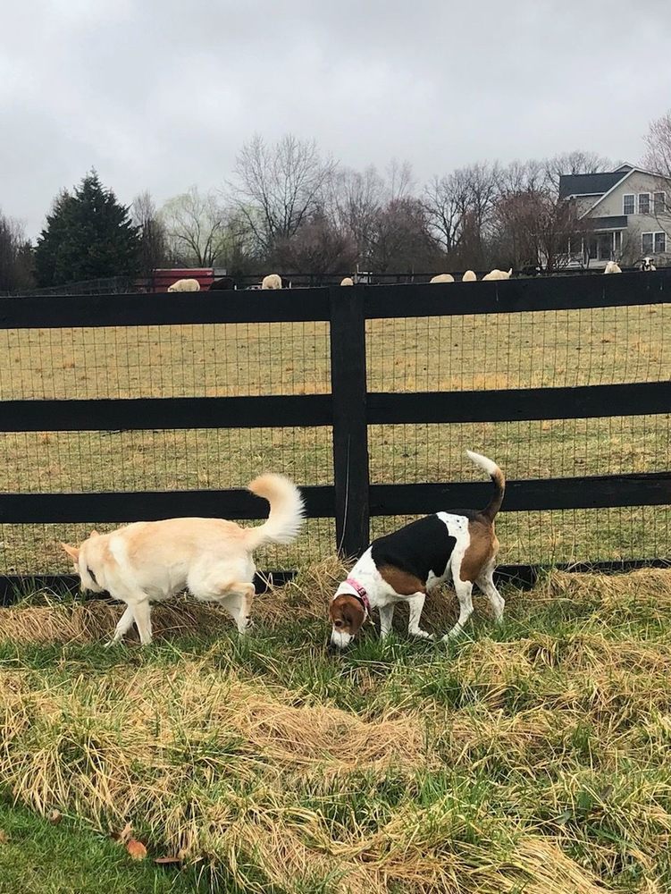 SUGAR MAPLE FARM K9 BOARDING AND DAY CARE Updated October 2024 10