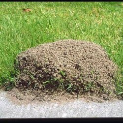Termite King