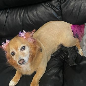 Fur Babes Spa - Dog - Pet Groomers Near Me - Riverside, California Fur Babes Spa - Dog - Pet Groomers Near Me - Riverside, California