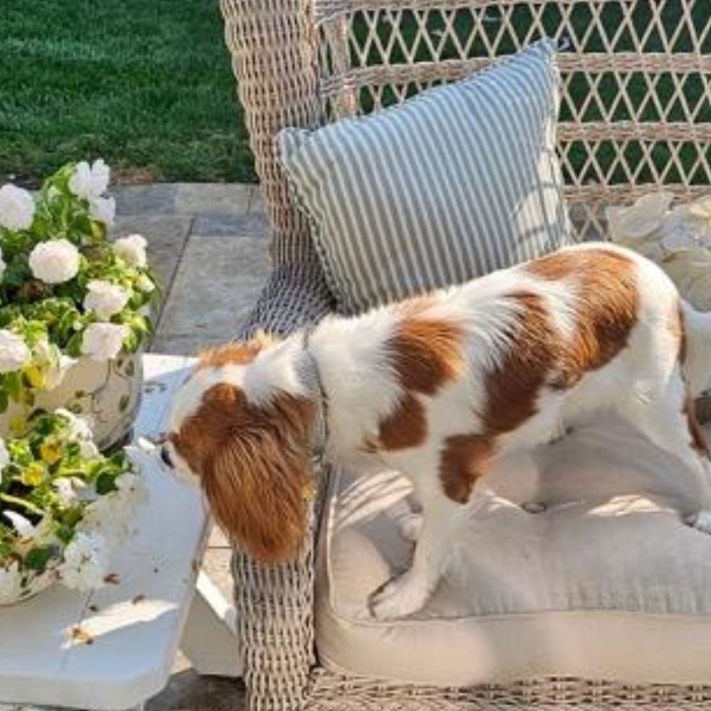 Cavalier Companions - Pet Breeders Near Me