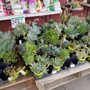 Photo of Peters Brothers Nursery