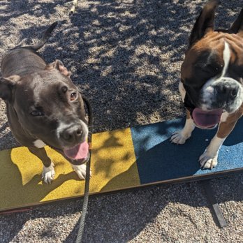 Rockin' Paws - Pet Training Near Me Rockin' Paws - Pet Training Near Me