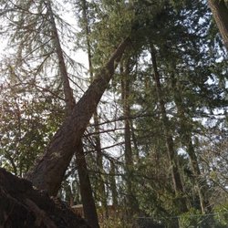 Foster Trees - three-trees tangled and spring loaded