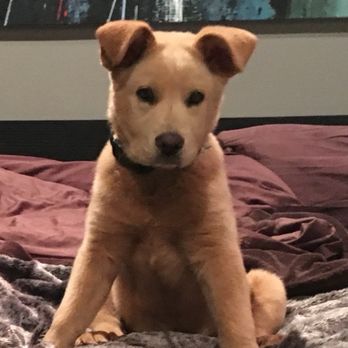 Fifiwoof pets - Pet Boarding Near Me