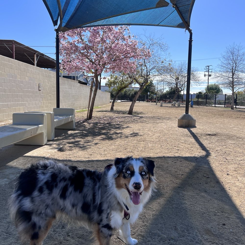 Whittier Dog Park - Abby getting some shade - Dog Parks Near Me - Whittier, California Whittier Dog Park - Abby getting some shade - Dog Parks Near Me - Whittier, California
