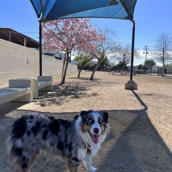 Whittier Dog Park - Abby getting some shade - Dog Parks Near Me - Whittier, California Whittier Dog Park - Abby getting some shade - Dog Parks Near Me - Whittier, California