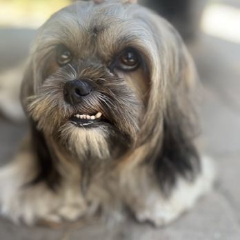 PetSmart - Pet Stores Near Me - Costa Mesa, California PetSmart - Pet Stores Near Me - Costa Mesa, California