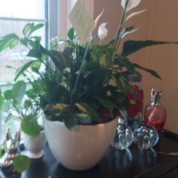 Quinn's Blooms Florist & Flower Delivery