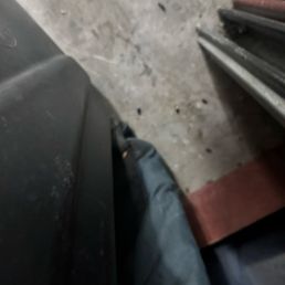 Rat feces
