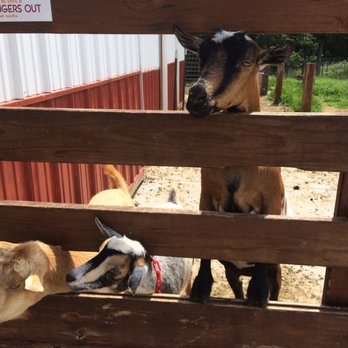 Goat Milk Stuff - Friendly goats welcomed us! They are so cute. You can feed them, too! - Cosmetics & Beauty Supply Near Me - Scottsburg, Indiana Goat Milk Stuff - Friendly goats welcomed us! They are so cute. You can feed them, too! - Cosmetics & Beauty Supply Near Me - Scottsburg, Indiana