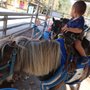 Photo of Irvine Regional Park Pony Ride