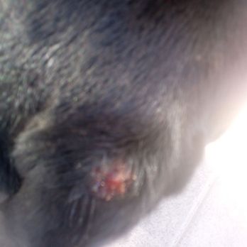 Beach City Dogs - A wound that had dirt and she put manuka honey on with out properly cleaning it - Pet Training Near Me - Oceanside, California Beach City Dogs - A wound that had dirt and she put manuka honey on with out properly cleaning it - Pet Training Near Me - Oceanside, California