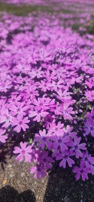 Higashimokoto Shibazakura Park by null