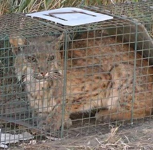 Assurance Wildlife Trapping