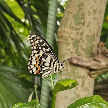 Niagara Parks Butterfly Conservatory - Zoos Near Me - Niagara Falls, Ontario Niagara Parks Butterfly Conservatory - Zoos Near Me - Niagara Falls, Ontario