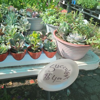 Midtown Nursery - Nurseries & Gardening Near Me - Memphis, Tennessee Midtown Nursery - Nurseries & Gardening Near Me - Memphis, Tennessee