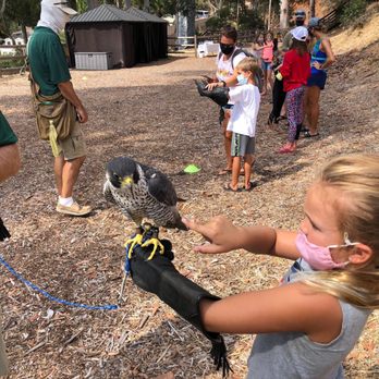 Catalina Falconry Experience - Active Life Near Me - Avalon, California Catalina Falconry Experience - Active Life Near Me - Avalon, California