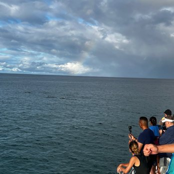 Dolphins and You - Dolphins - Boat Charters Near Me - Honolulu, Hawaii Dolphins and You - Dolphins - Boat Charters Near Me - Honolulu, Hawaii
