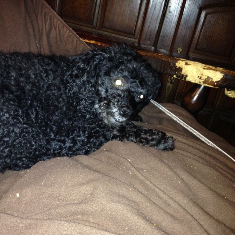 Shideler Steve DVM - My toy poodle she is 9 yrs old her name is Lil Gurl - Veterinarians Near Me - Sardis, Mississippi Shideler Steve DVM - My toy poodle she is 9 yrs old her name is Lil Gurl - Veterinarians Near Me - Sardis, Mississippi