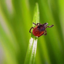 ECO Laboratory - ECO Laboratory tests ticks for tick-borne illnesses.