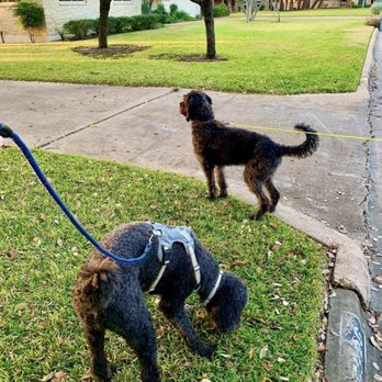 Very Important Dog - Dog Walkers Near Me Very Important Dog - Dog Walkers Near Me