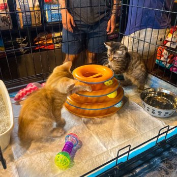 The Public Pet - 10.19.19 - Pet Stores Near Me - Honolulu, Hawaii The Public Pet - 10.19.19 - Pet Stores Near Me - Honolulu, Hawaii