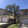 Photo of D.L.S Tree Care