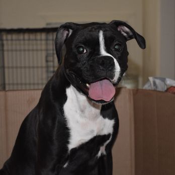 Moore Boxers - Luna Freya-Dam(Female) - Pet Breeders Near Me Moore Boxers - Luna Freya-Dam(Female) - Pet Breeders Near Me