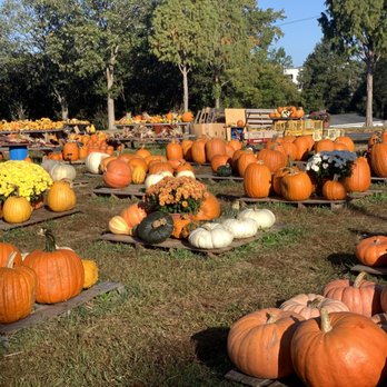 Apex Farmers Market - Pumpkins - Farmers Market Near Me - Apex, North Carolina Apex Farmers Market - Pumpkins - Farmers Market Near Me - Apex, North Carolina