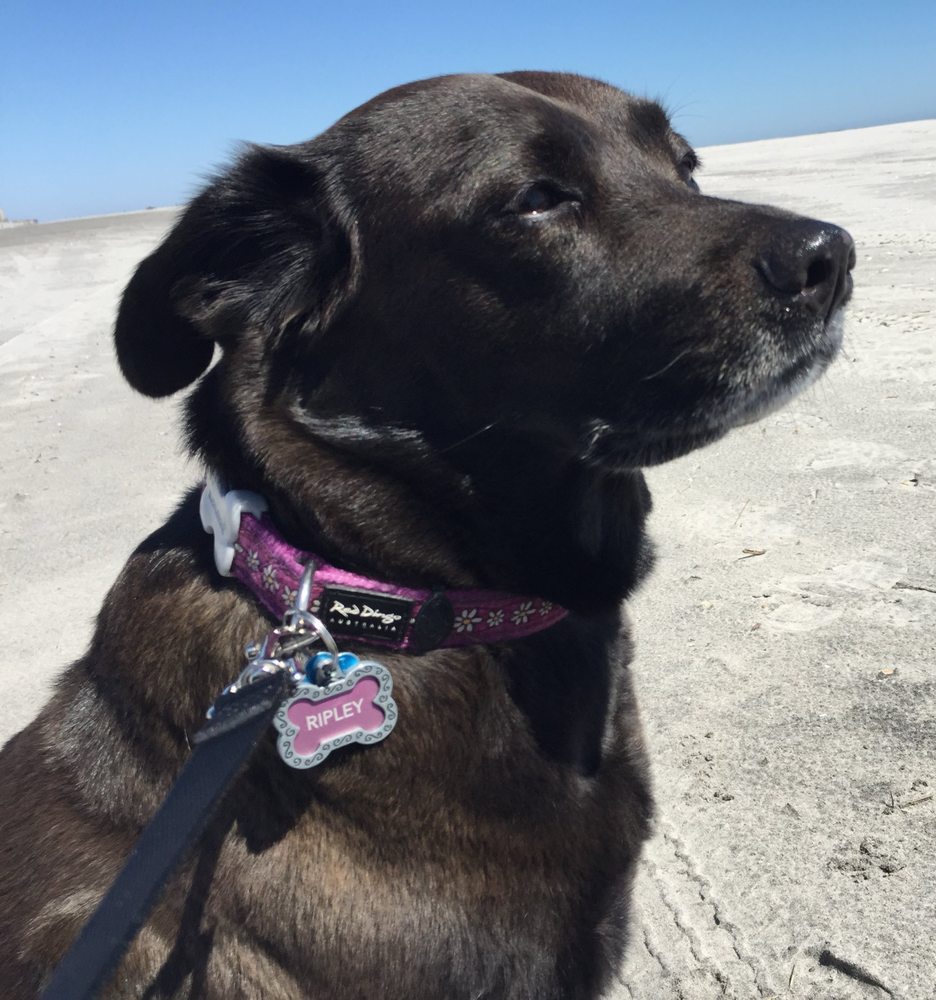 Ripley Rose Pet Care Image