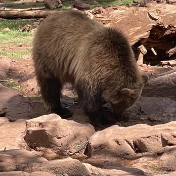 Bearizona - Zoos Near Me - Williams, Arizona