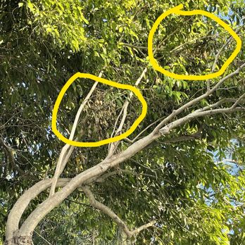 Mark Michaels Tree Service - Dead branches left hanging which they did not remove. - Tree Services Near Me - St. Petersburg, Florida
