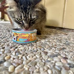 Cooper's Pet Care - San Antonio - PURRfect pose. We enjoy providing a PAWgress report on each visit which include photo & vital updates via email/text.