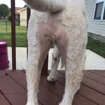 PetSmart - What even is this ?? - Pet Training Near Me - Franklin, Indiana PetSmart - What even is this ?? - Pet Training Near Me - Franklin, Indiana