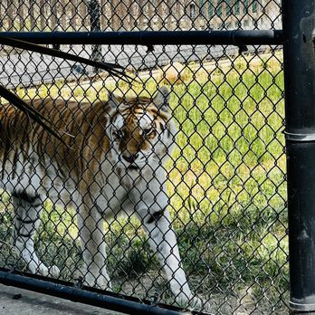 Monterey Zoo - Beautiful Tiger - Zoos Near Me - Salinas, California Monterey Zoo - Beautiful Tiger - Zoos Near Me - Salinas, California