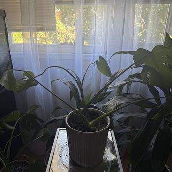 Raiz - Nurseries & Gardening Near Me - Oakland, California