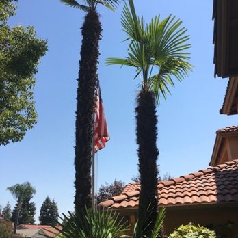 Travis Tree Service - Regular palms - Tree Services Near Me - Fresno, California Travis Tree Service - Regular palms - Tree Services Near Me - Fresno, California