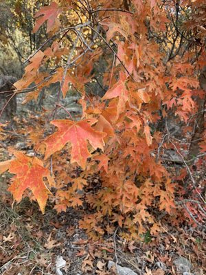 Lost Maples State Natural Area by null