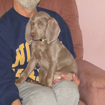 Von Dolan Weimaraner's - Anja Von Dolan - Pet Breeders Near Me Von Dolan Weimaraner's - Anja Von Dolan - Pet Breeders Near Me