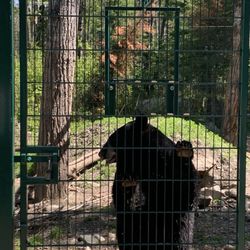 North American Bear Center - Feeding bears