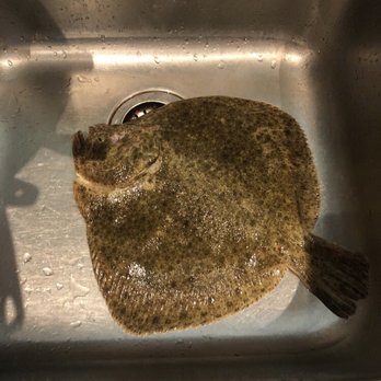Hap Hing Shing Trading Corporation - Live European turbot, dispatched using the ikejime method - Seafood Markets Near Me - Montreal, Quebec Hap Hing Shing Trading Corporation - Live European turbot, dispatched using the ikejime method - Seafood Markets Near Me - Montreal, Quebec