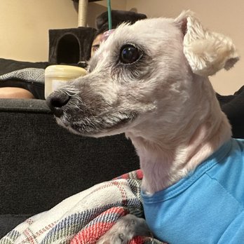 Wag - Patchy face. - Pet Stores Near Me - Omaha, Nebraska Wag - Patchy face. - Pet Stores Near Me - Omaha, Nebraska