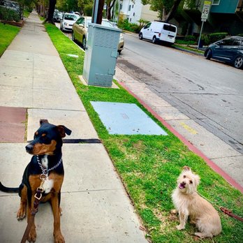 Affordable Dog Training & Anti-Aggression - Home visit session - Pet Training Near Me