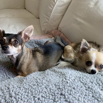 PAW Veterinary Center - Veterinarians Near Me - Redondo Beach, California PAW Veterinary Center - Veterinarians Near Me - Redondo Beach, California