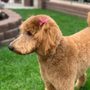 Photo of Groom  A Doggie