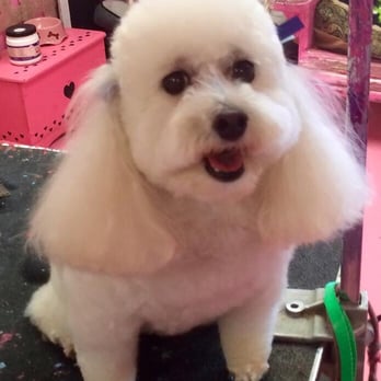 Doggie Stylin' - Pet Groomers Near Me - Virginia Beach, Virginia Doggie Stylin' - Pet Groomers Near Me - Virginia Beach, Virginia